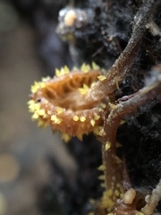 Neobarya agaricicola