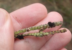 Epicoccum andropogonis