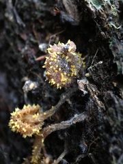 Neobarya agaricicola