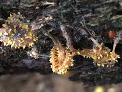 Neobarya agaricicola
