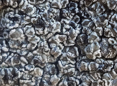 Myriolecis crenulata