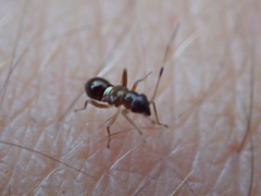 Teleorhinus