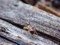 Teleorhinus