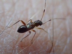 Teleorhinus