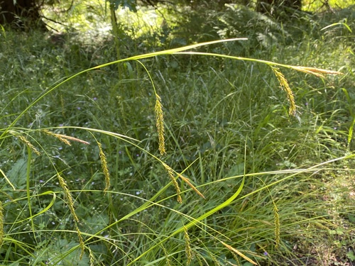 European Woodland Sedge