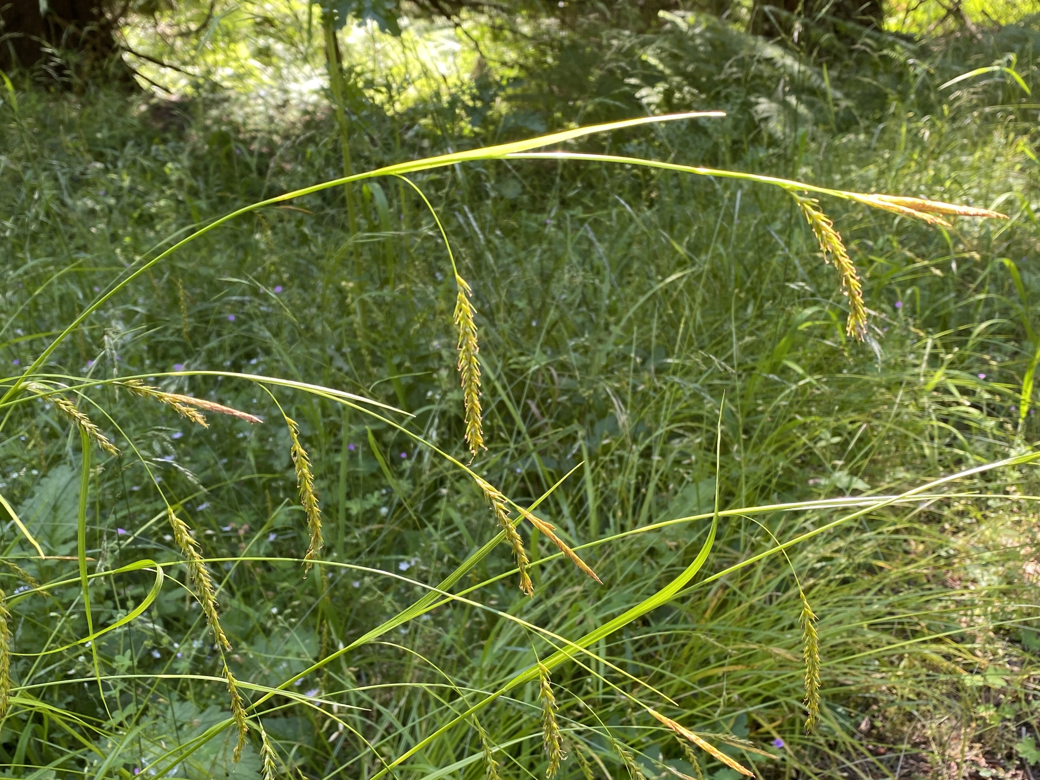 Carex sylvatica