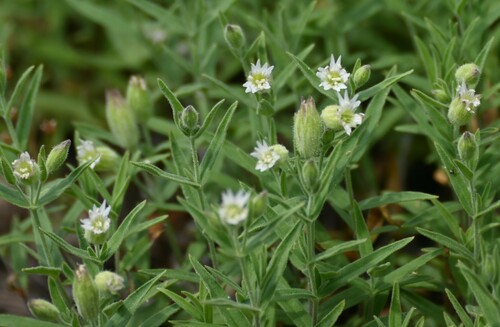 Menzies' Campion (Silene williamsii)