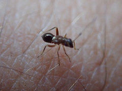 Teleorhinus