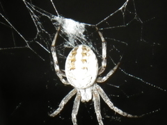 Araneidae