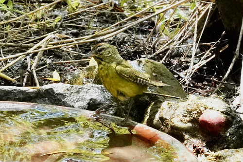 Orange-crowned Warbler