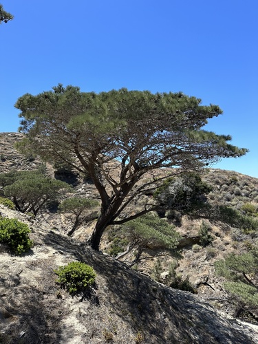 Pinus torreyana ssp. insularis