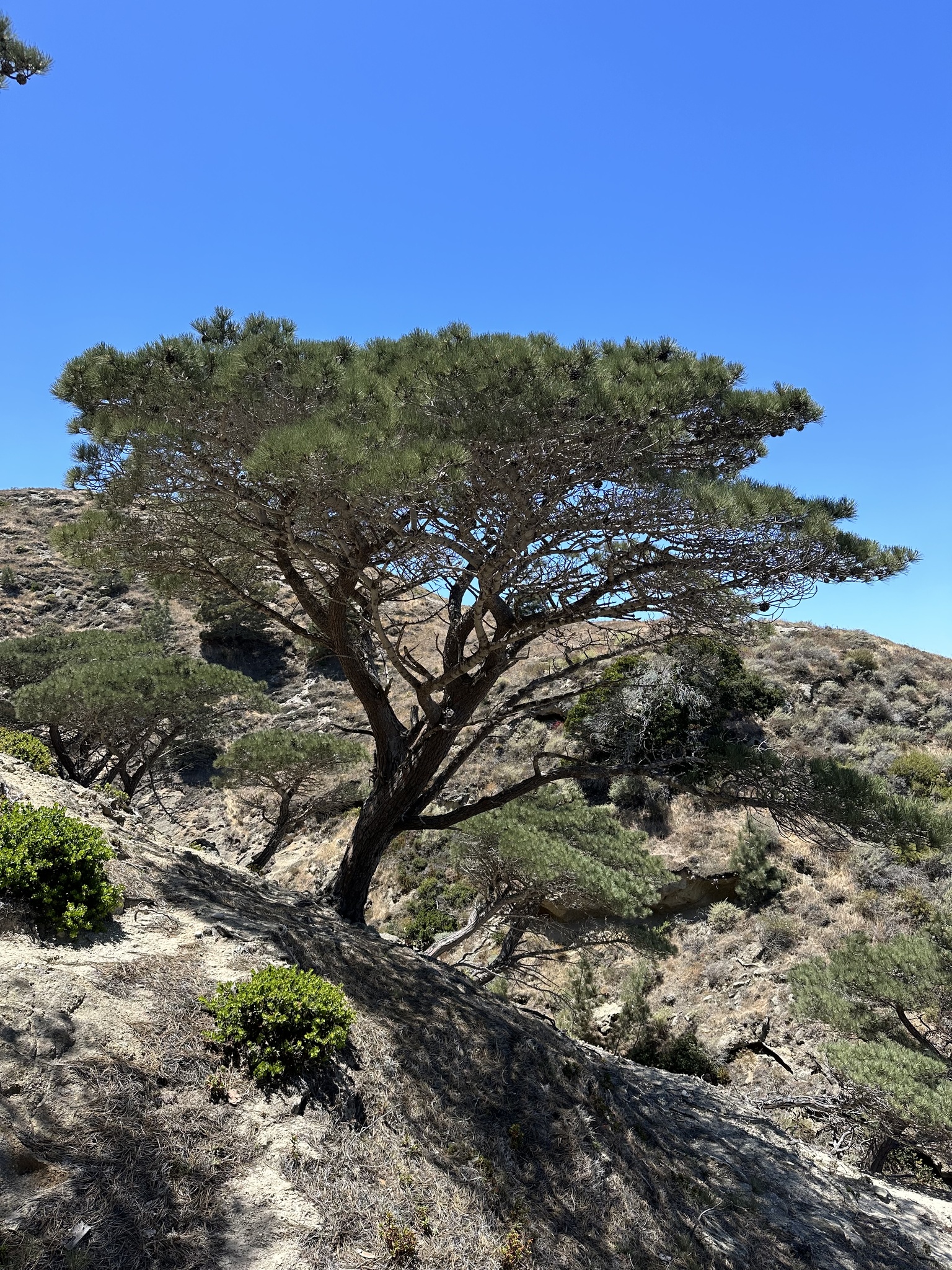 Pinus torreyana ssp. insularis