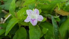 Ruellia repens
