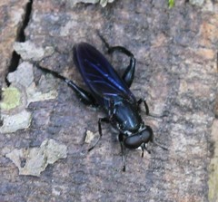 Chalcosyrphus chalybeus