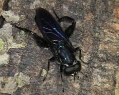 Chalcosyrphus chalybeus