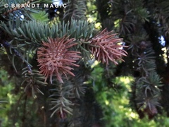 Picea engelmannii