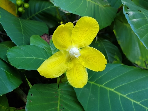 Dillenia suffruticosa