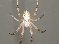Neoscona oaxacensis