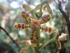 Prosthechea
