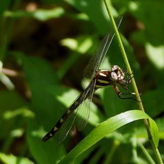 Cordulegaster bilineata