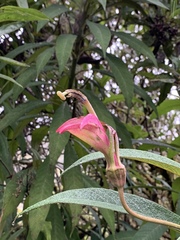 Centropogon isabellinus