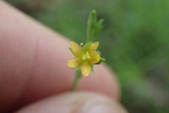 Hypericum gymnanthum