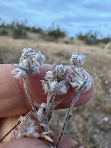Image of Stylocline micropoides by (c) Matt Berger, some rights reserved (CC BY)
