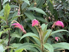 Centropogon isabellinus