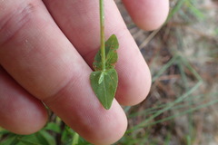 Hypericum gymnanthum