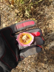 Calochortus plummerae