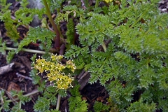 Cymopterus terebinthinus californicus