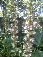 Acanthus mollis