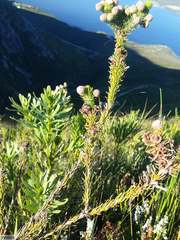 Berzelia rubra
