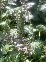 Acanthus mollis