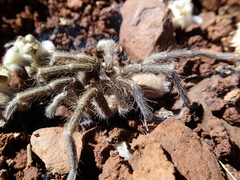 Harpactira