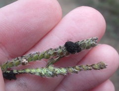 Epicoccum andropogonis