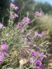 Galactites tomentosus