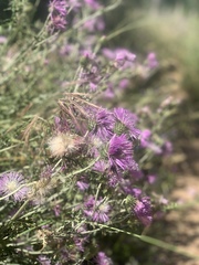 Galactites tomentosus