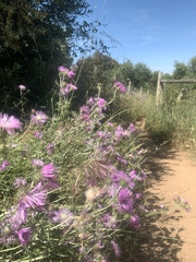 Galactites tomentosus