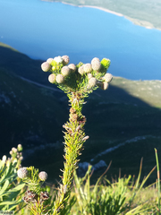 Berzelia rubra