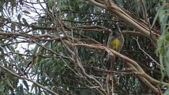 Anthochaera paradoxa