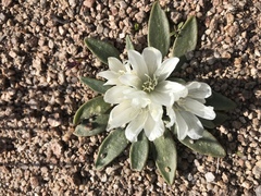 Lewisia brachycalyx