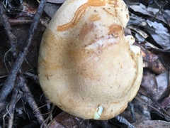 Cortinarius memoria-annae