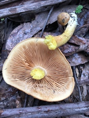 Cortinarius memoria-annae