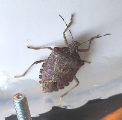 Halyomorpha halys