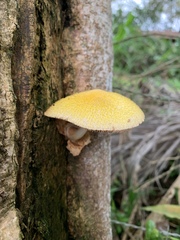 Volvariella bombycina flaviceps