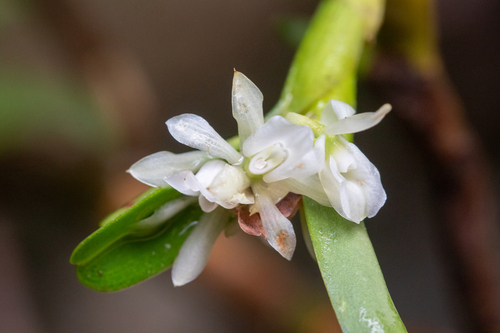 Epidendrum octomerioides Schltr. 4
