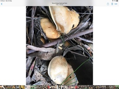 Cortinarius memoria-annae