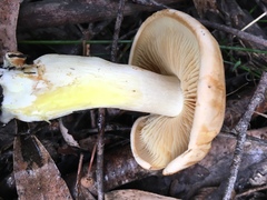 Cortinarius memoria-annae