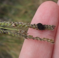 Epicoccum andropogonis